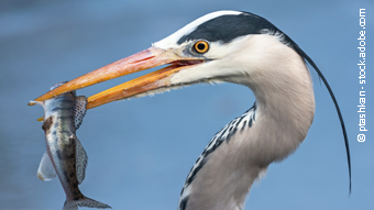 gray heron with a fish